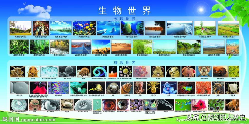 原核生物和真核生物样子,原生生物与原核生物的进化意义