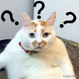 厦门鹭江新城小学,厦门规模最大的小学