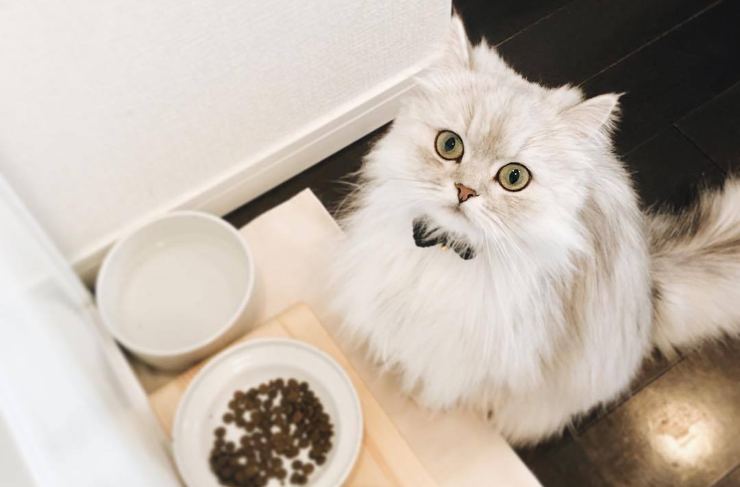 宠物母猫生产前有何反应,母猫生完崽后有点焦躁该怎么解决