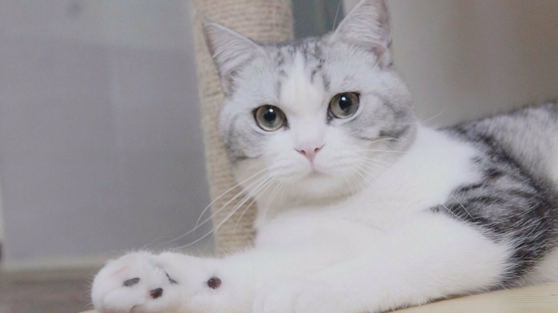 谁家的猫粮性价比高,进口的猫粮哪个比较好