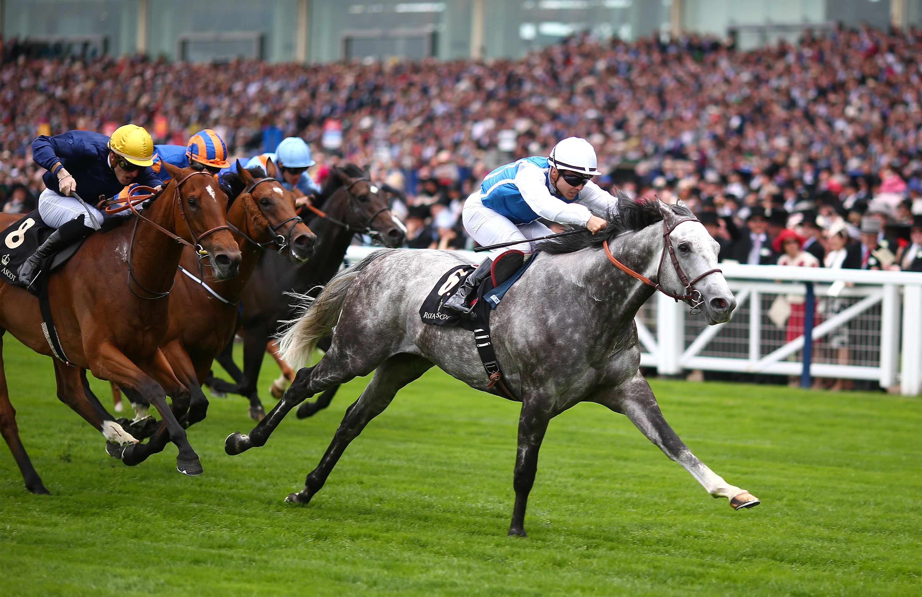 世界最近赛马运动,世界赛马历史排名榜单