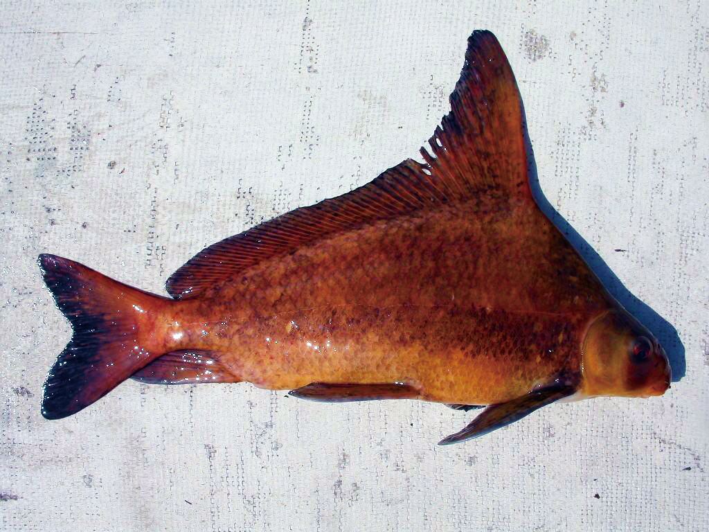 钓到不认识的鱼到底能不能吃？万一有毒怎么办？还真有