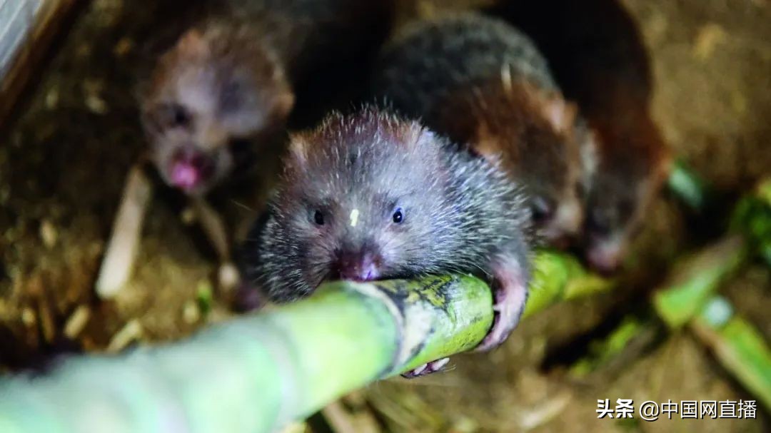 竹鼠多少只被判刑,广东东源3000多竹鼠被处理