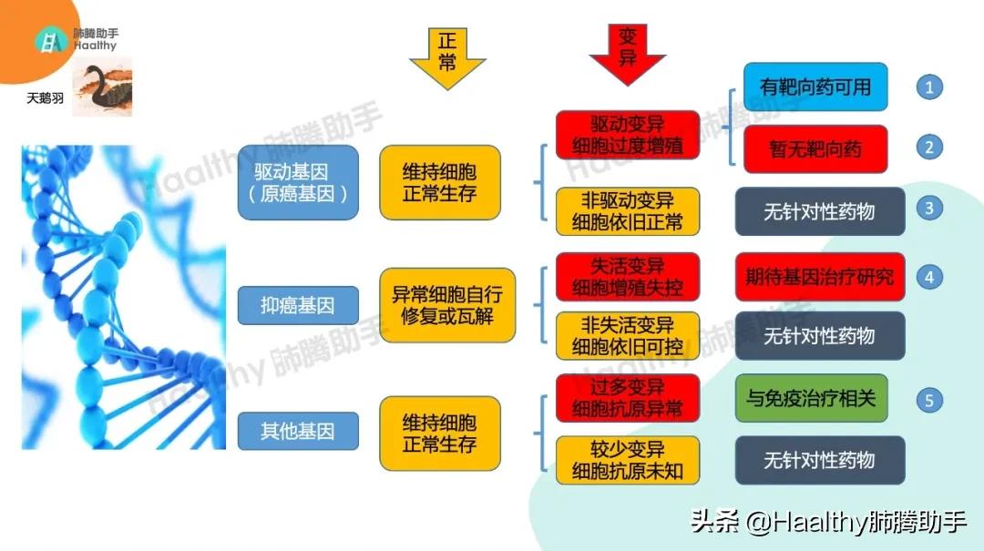 肺癌多靶点靶向药要基因检测吗,针对肺癌靶点alk的靶向药
