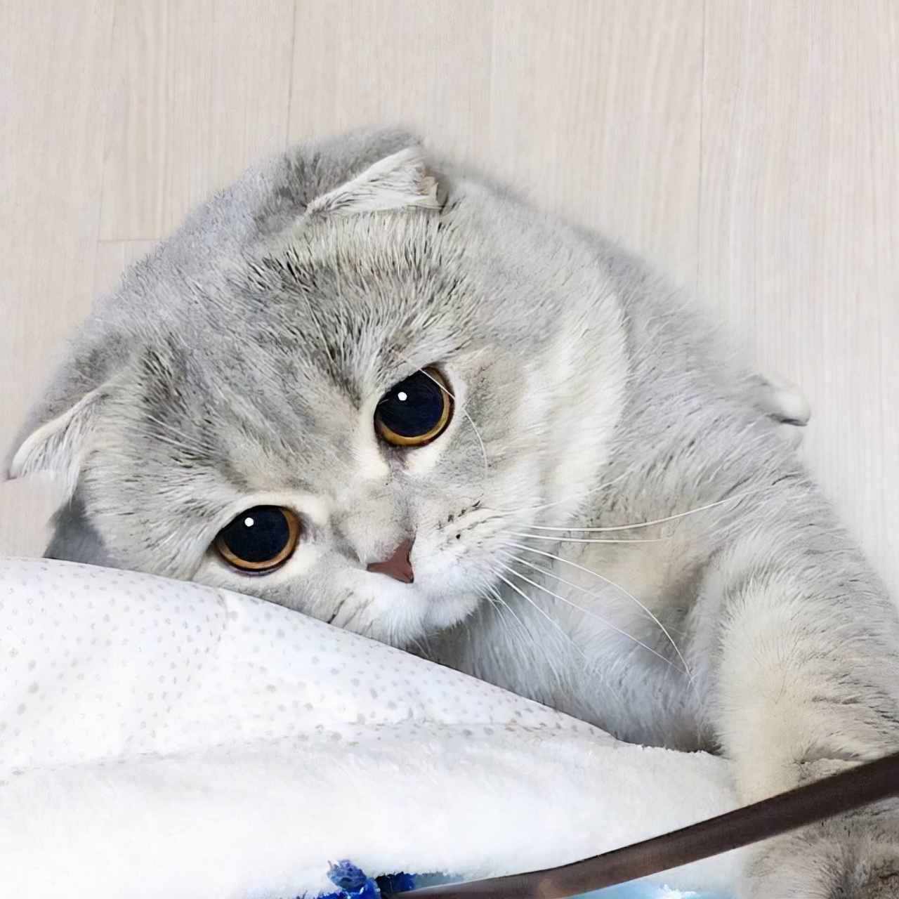 猫咪想念主人时才会有这些行为,猫咪思念主人的6种行为