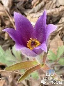 中药图片大全名称,中药图片大全带药名高清