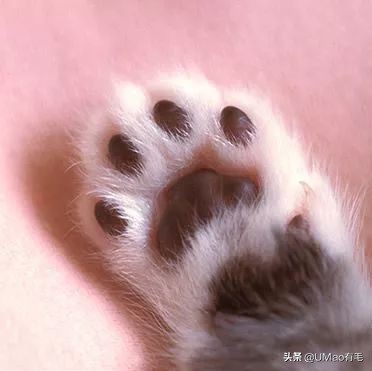 这套喵肉球vs口红色号匹配大全送你了！拿走不谢！