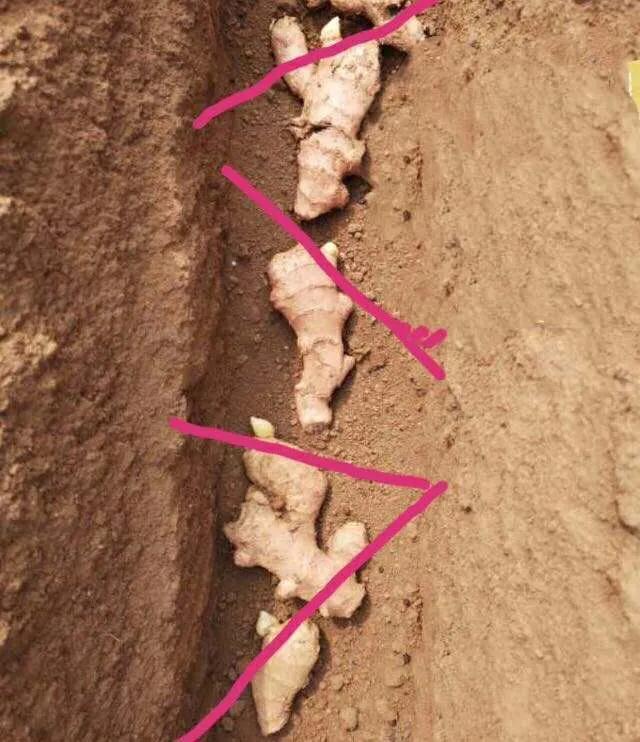 种生姜时姜平放还是姜芽倒放,姜芽种植时姜芽朝上还是朝下