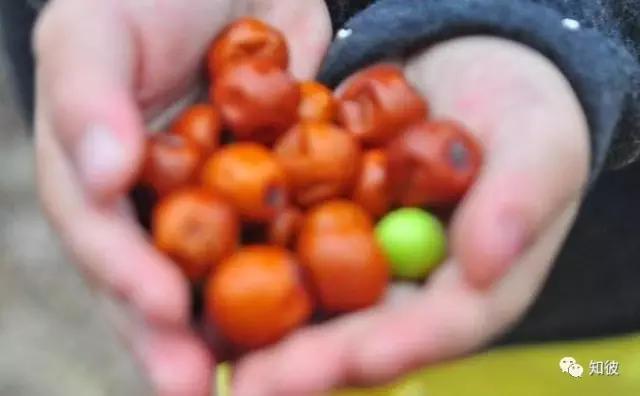 酸枣的喜好,酸枣儿时回忆