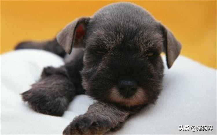 狗狗眼病症状有哪些表现,狗狗生病的危险信号