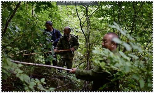 长白山挖人参真的会跑吗,长白山挖参人视频