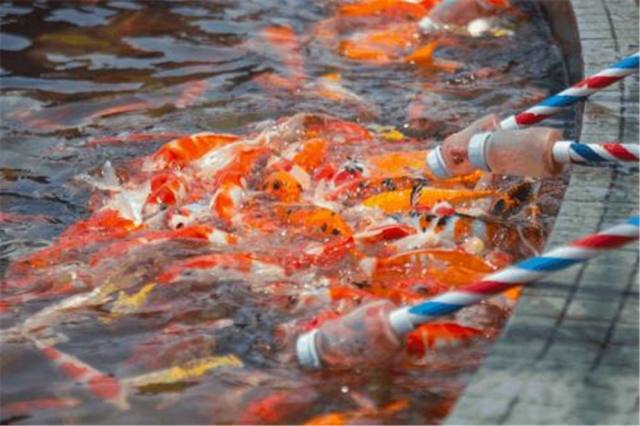 【花水湾•五星级】花水湾地标酒店！金陵温泉酒店泡古海温泉