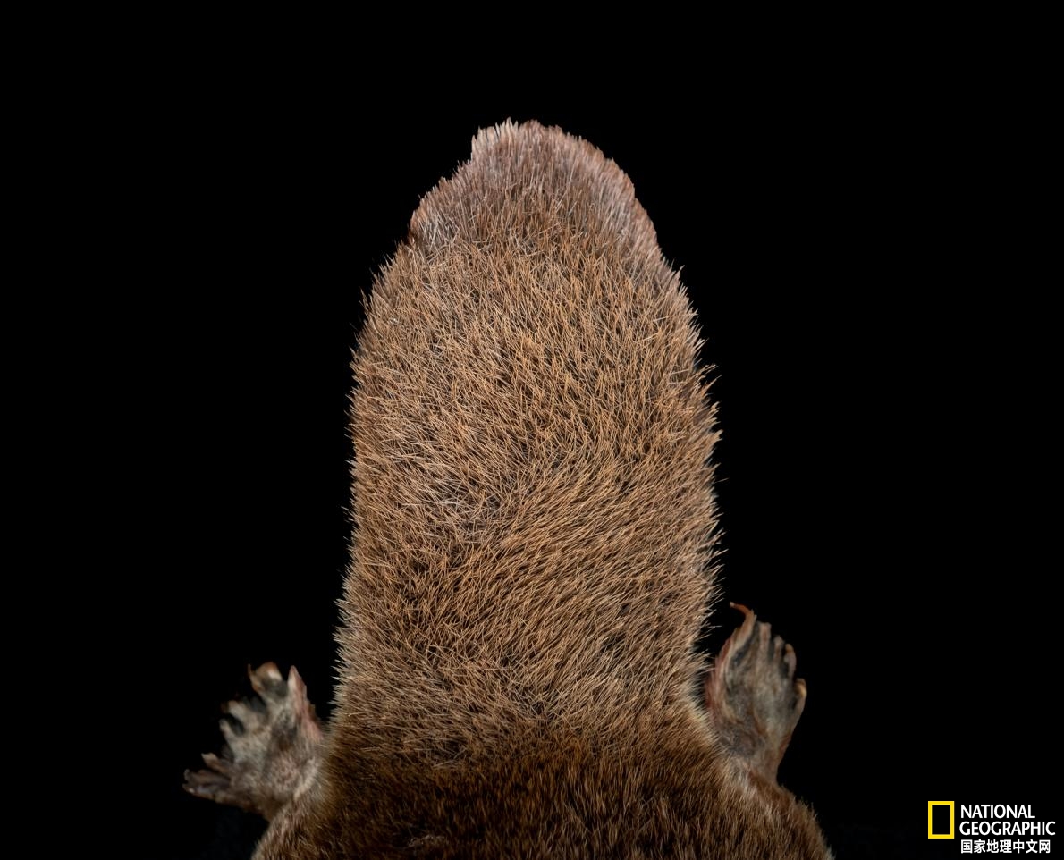 鸭嘴兽可能还存在吗,鸭嘴兽有毒为什么还要濒临灭绝