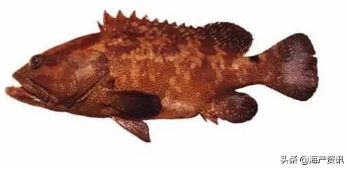 顶级海鲜鱼类大全图解,常见海鲜鱼类哪些便宜