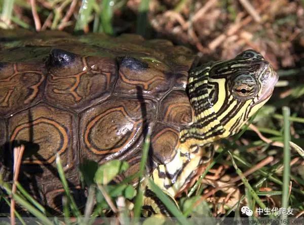 地图龟成体样子,地图龟种类及图解