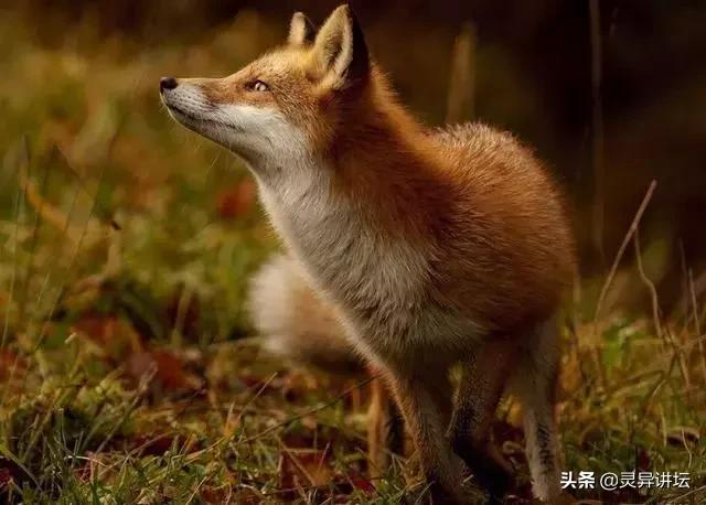 狐狸买肉,屠户收了钱还砍断它尾巴,回到家发现孩子不见了