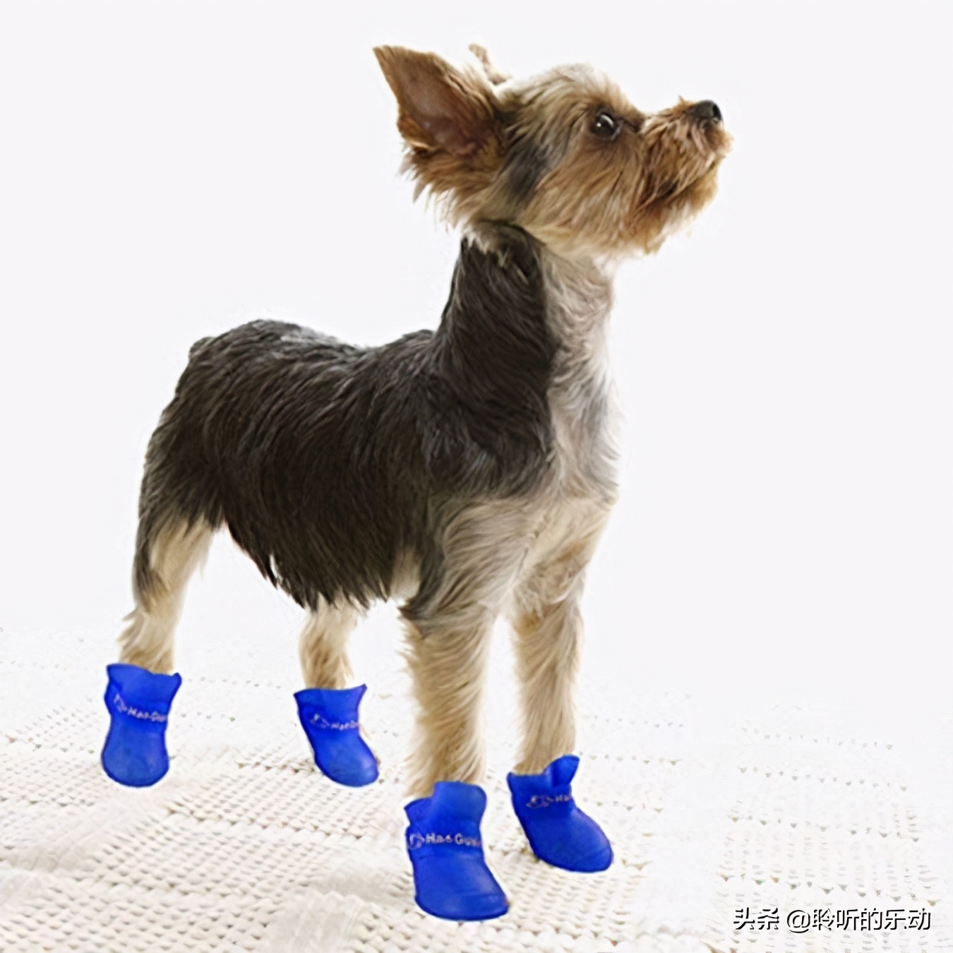 十大可爱的宠物狗,最潮的狗狗穿衣搭配