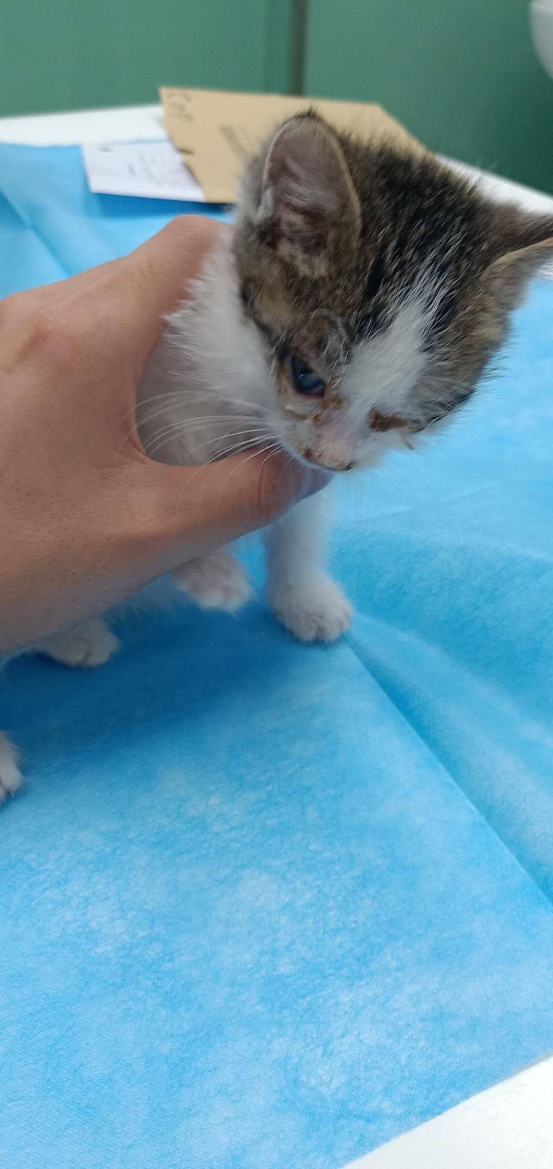 猫咪打喷嚏眼睛有分泌物怎么办,猫咪打喷嚏眼鼻分泌物增多