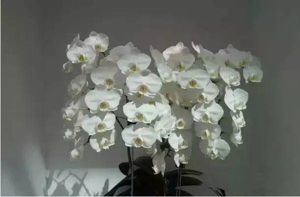 极品中的精品兰花,带你回忆天价兰花蕙兰篇