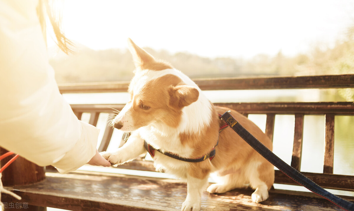 为什么柯基爱咬自己的小狗,柯基喜欢咬主人手和脚