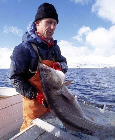 曾标榜健康的进口海鲜，幕后养殖曝光，堪比垃圾食品（菲李漫画）