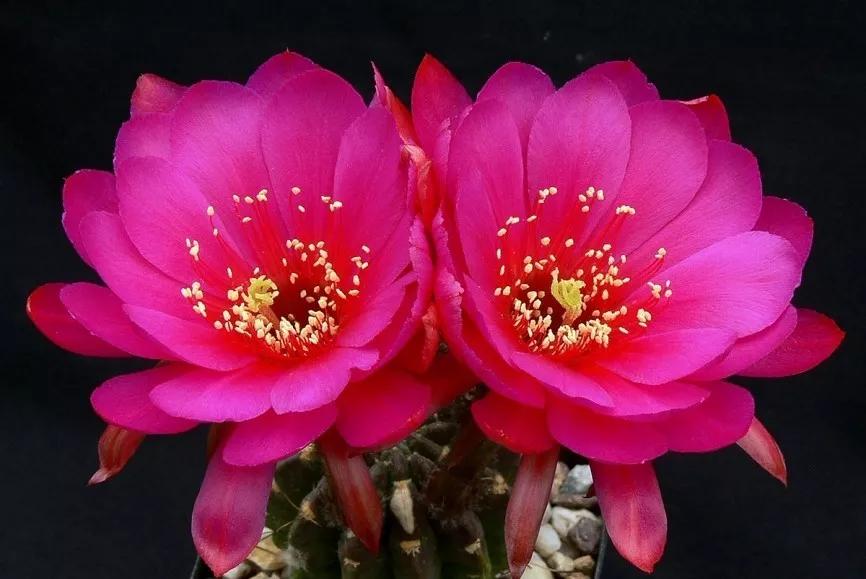 100种仙人球花图片,100种仙人球的品种视频