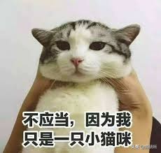猫咪爱咬人怎么办教你一招,怎么纠正猫咬人的坏习惯