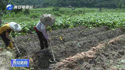 手慢无~南安官桥600亩曙光甘薯丰收啦