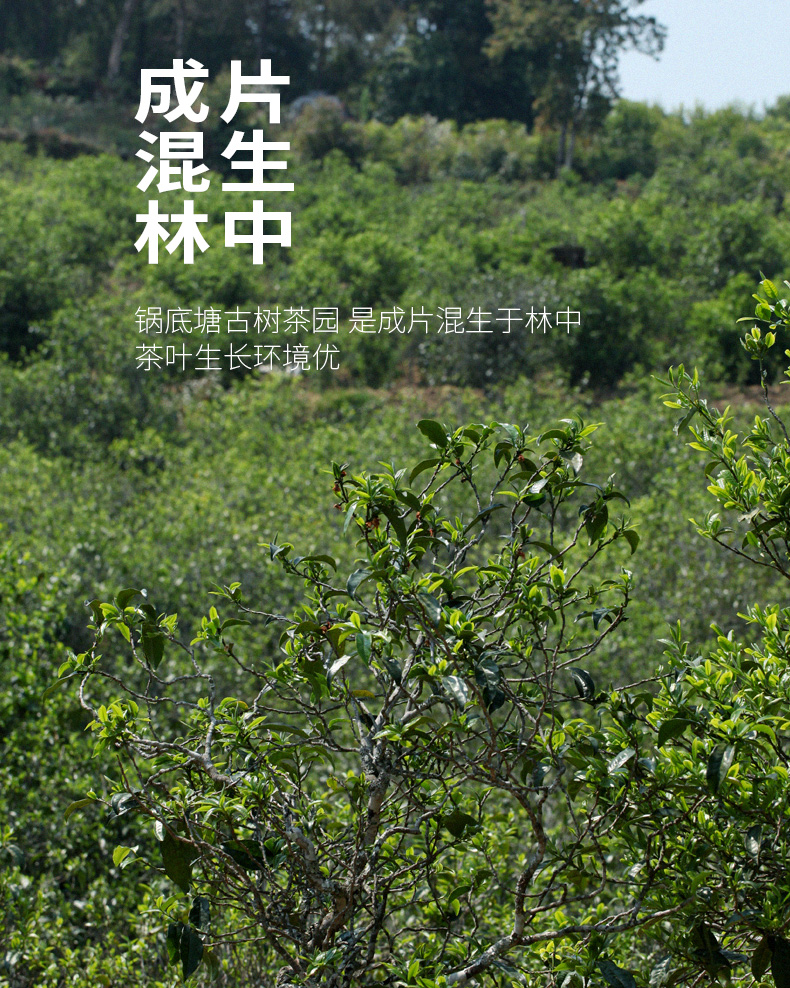 梅子箐有梅子味道吗,梅子箐古树茶可以保存多久