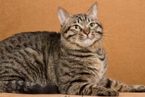 猫冷血无情是什么原因,猫冷酷无情是怎么回事