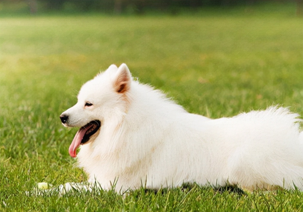 养狗狗经验,养宠经验狗狗补钙需要几天见效