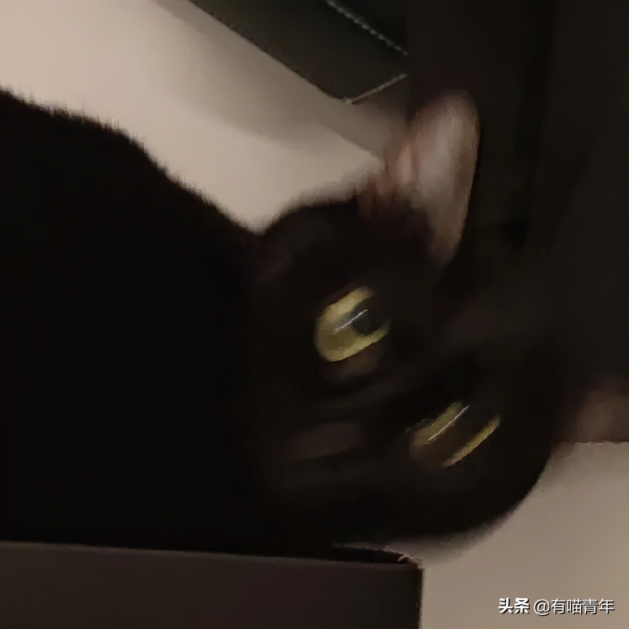 橘猫为什么是魔鬼,橘猫的恐怖之处