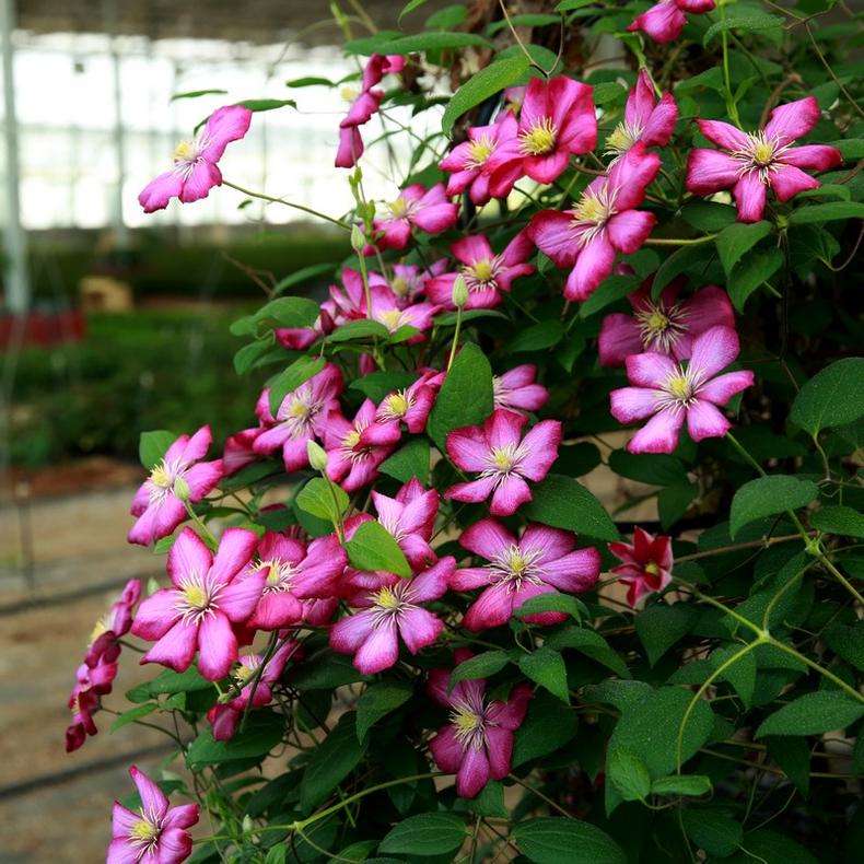 十种超美的花卉爬藤,7种爬藤月季种在小院美如画