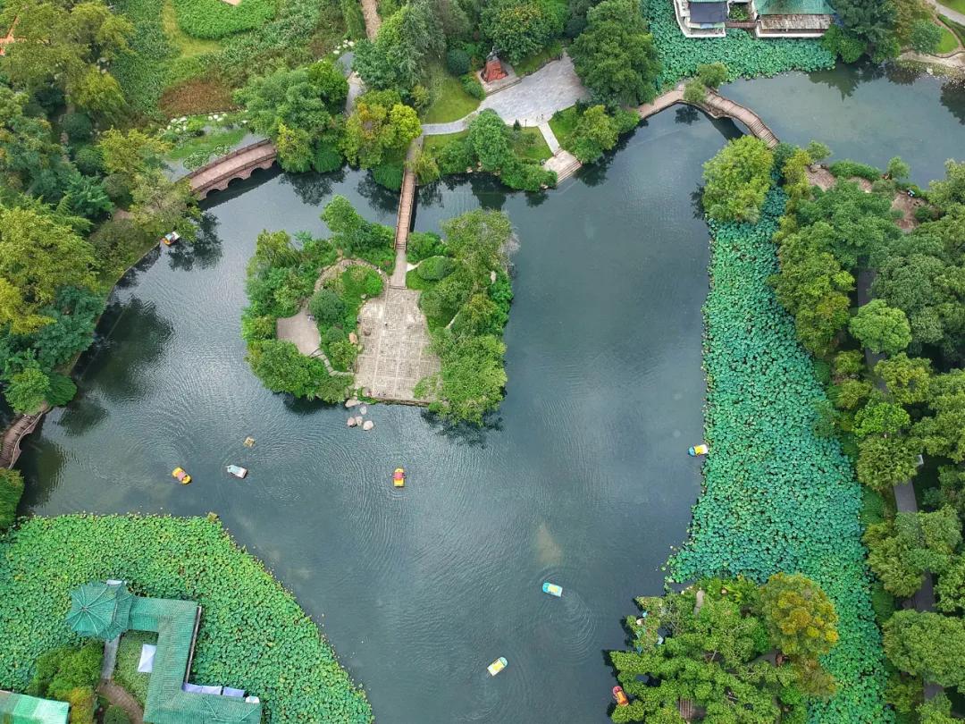 鏍戝眿鍚冪悆,鏍戝眿鐏攨