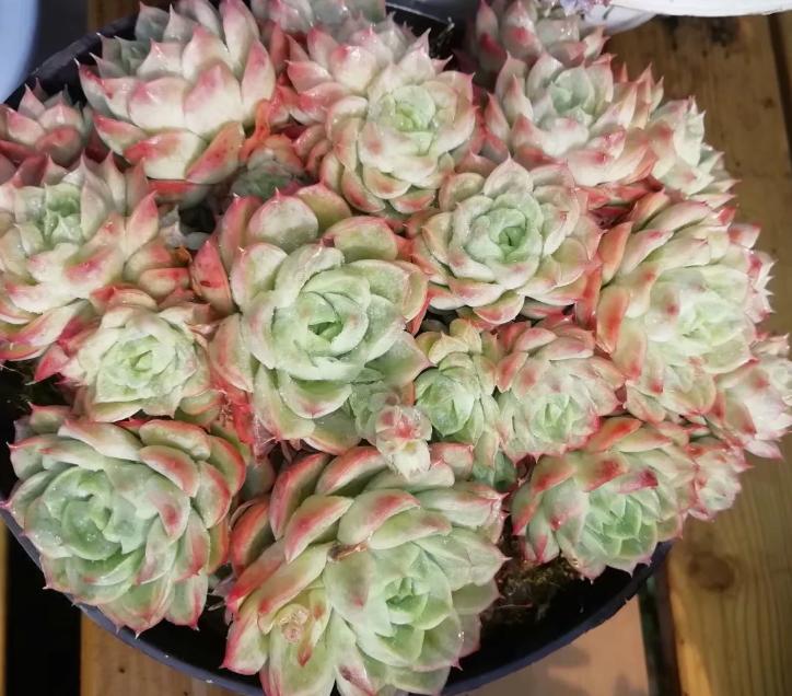 多肉养出状态来有多美？这102种多肉控养上色之后美呆了