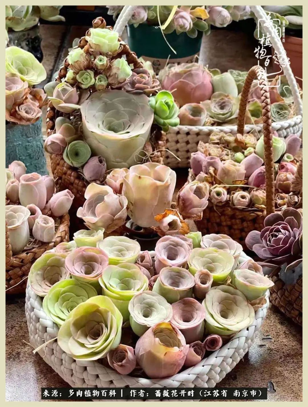 又见颜的妩媚，色的诱惑！这些山地玫瑰礼盒惊艳了眼眸