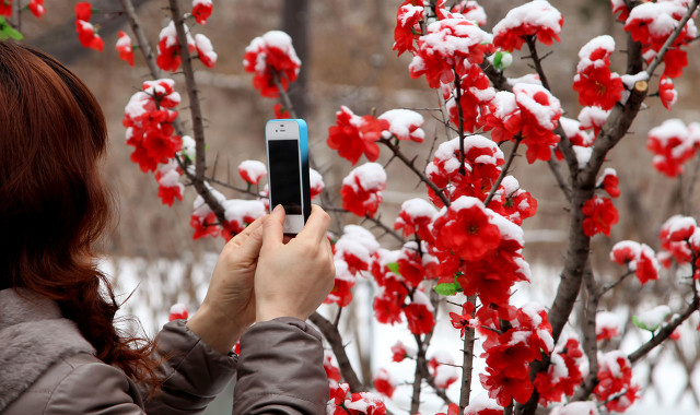 梅花十大经典诗句,梅花诗10首是谁写的