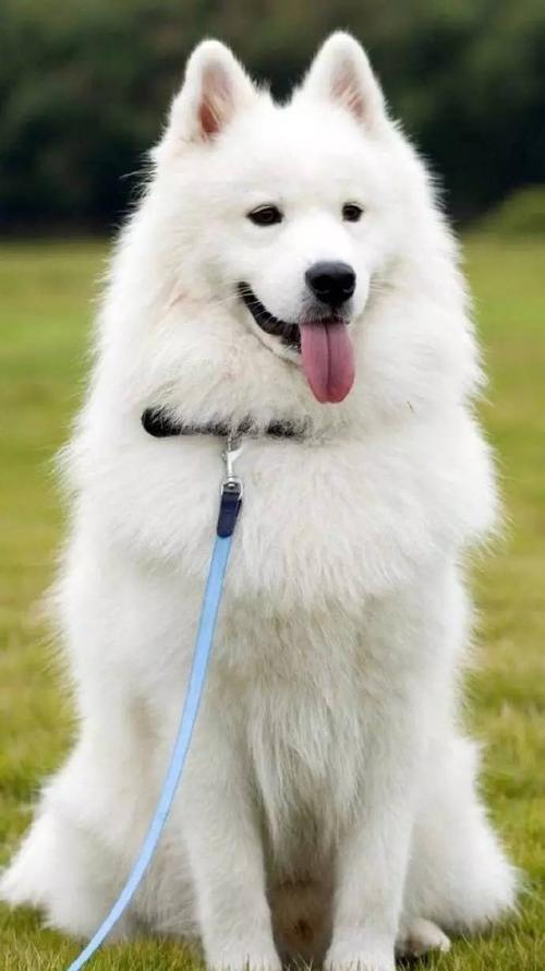 一只萨摩耶有多可怕,一只萨摩耶犬优点