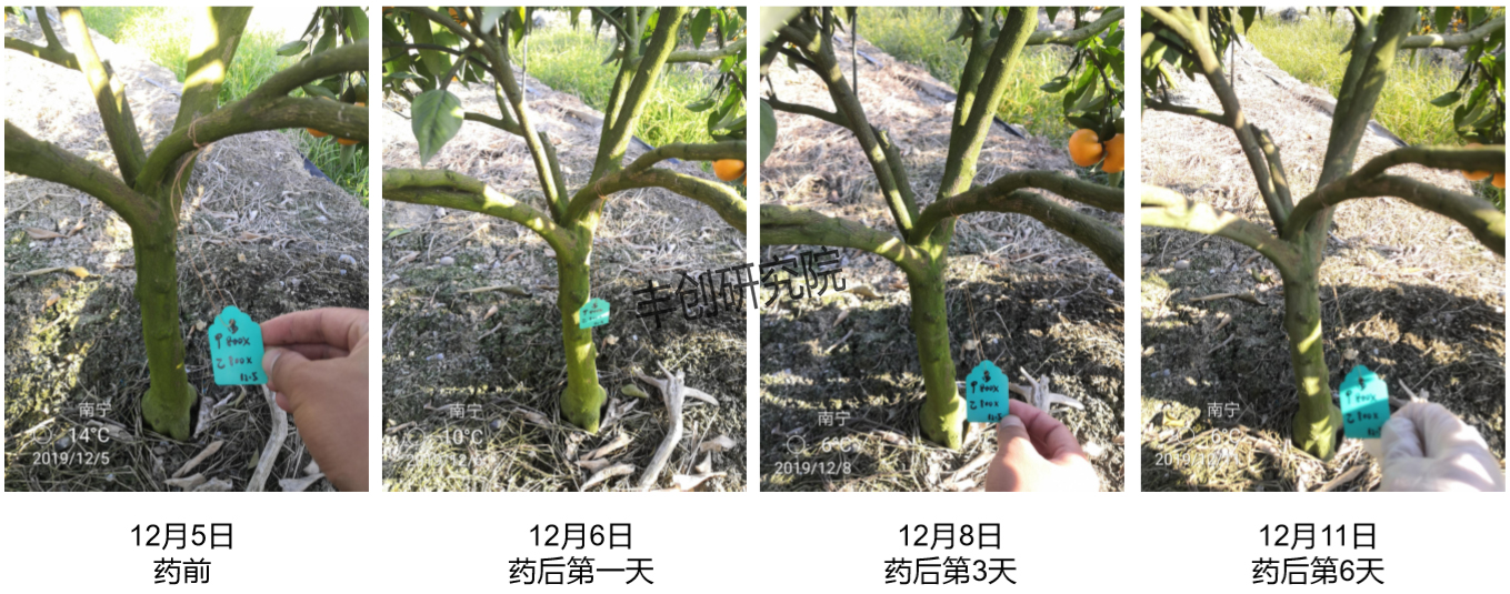 农田里的青苔怎样防治,水田长青苔用什么农药能化青苔