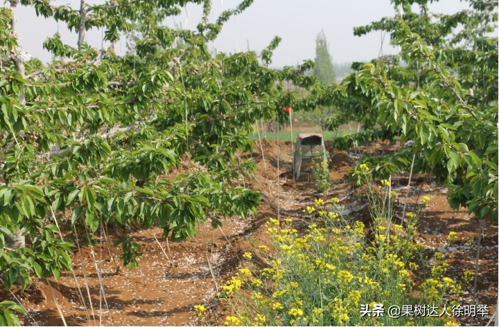 小樱桃坐果率低怎么回事,今年大樱桃坐果怎样