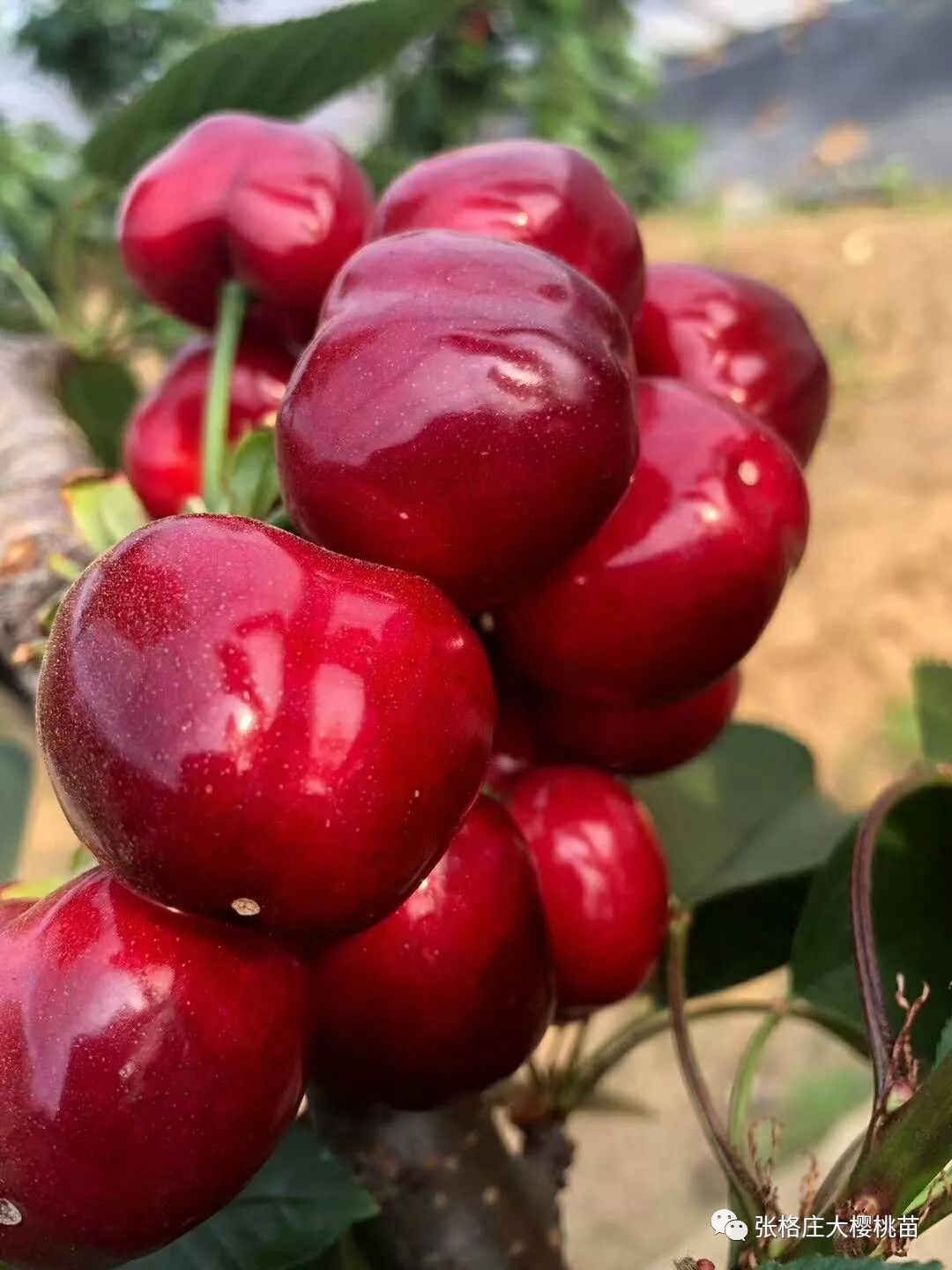 大樱桃防治果蝇用什么药害,大樱桃树夏天果蝇怎样防治