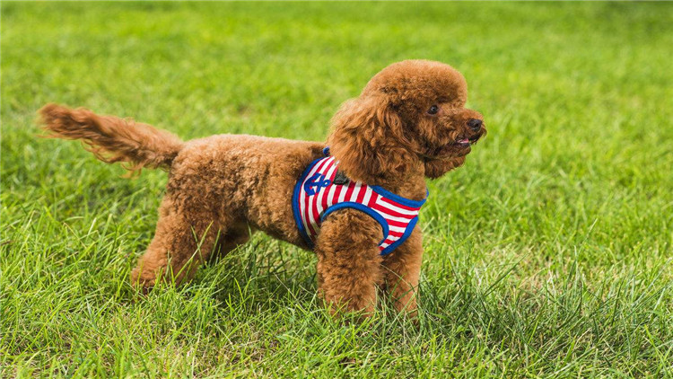 如何帮泰迪度过尴尬期,如何给泰迪立规矩