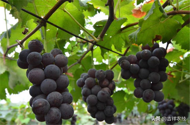 巨峰葡萄种植技术和管理,巨峰葡萄栽培技术全过程