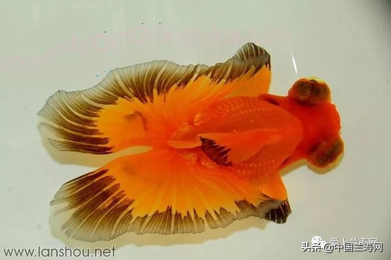 那些企图拿尾巴征服世界的金鱼们