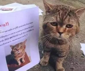 家里小猫咪丢了怎么办,家里猫咪走了怎么处理