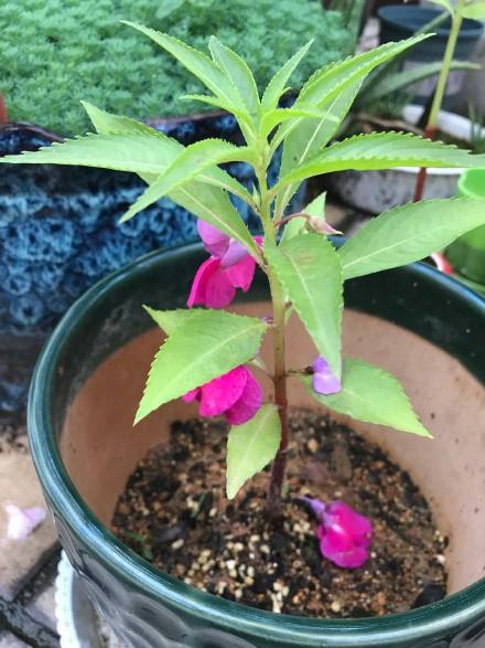 什么植物花能染白头发,纯植物什么花可以染发