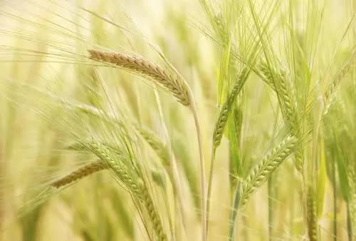 殊润水光溢彩修容霜，成就你的精致妆容，做视频会议里最亮的仔