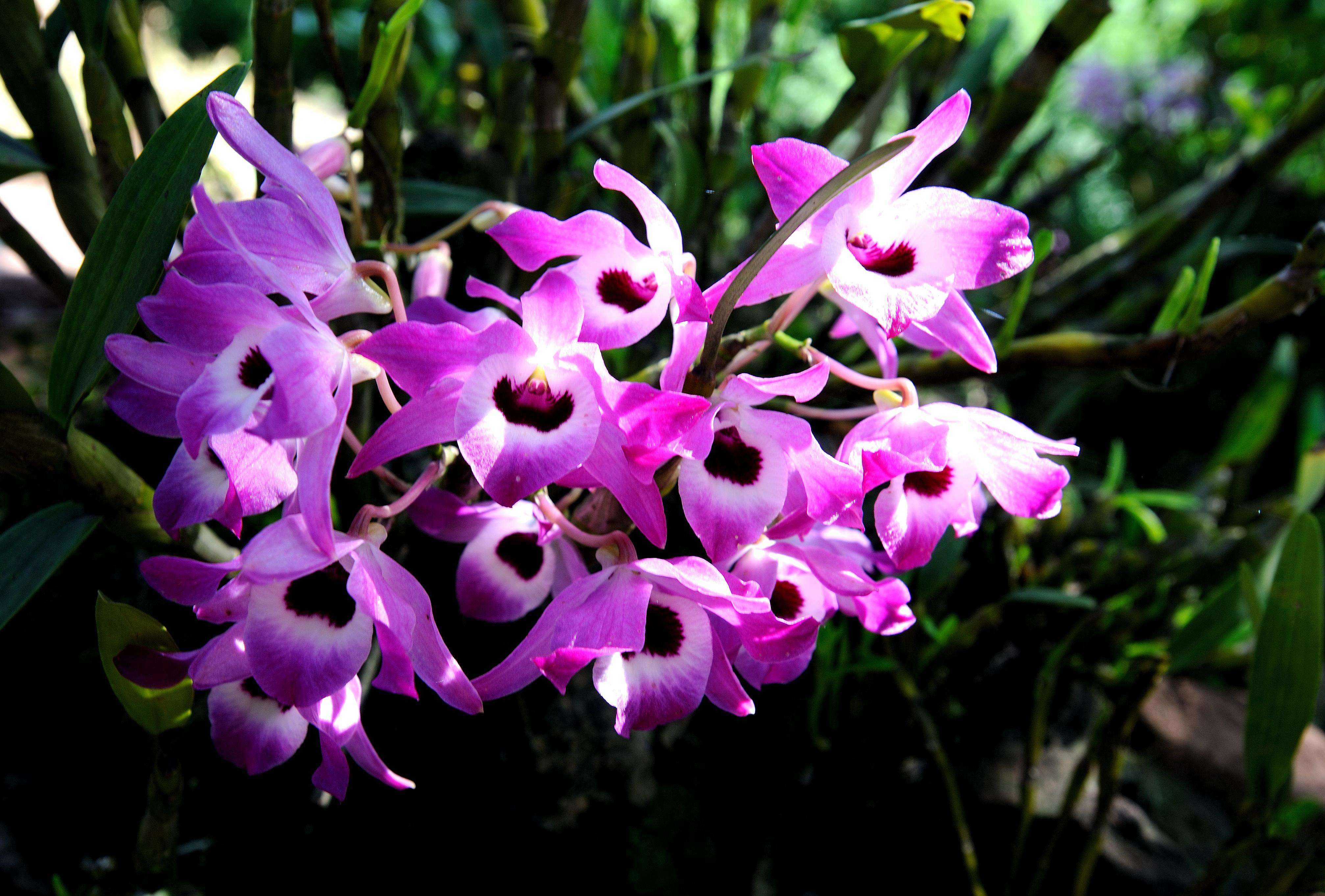 翅萼石斛开花后还会开花吗,石斛开花之后第二年能开花吗