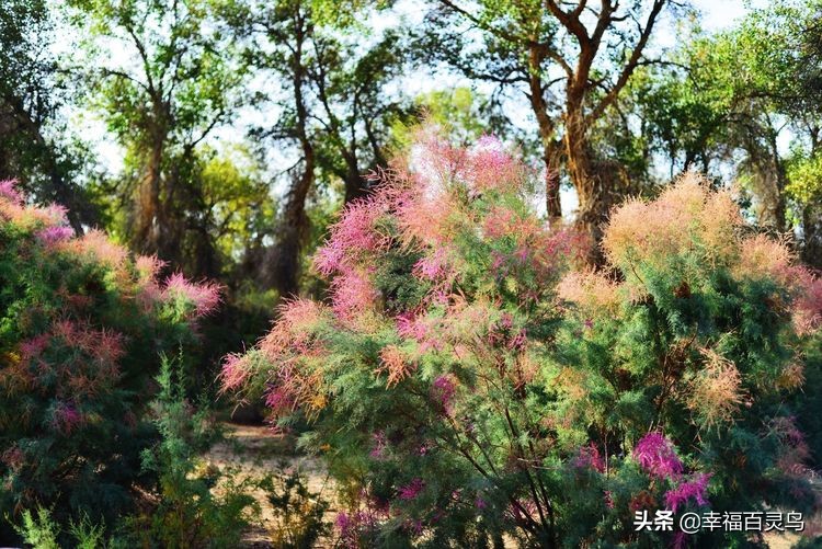 有了这攻略,自驾*藏西**游省心很多