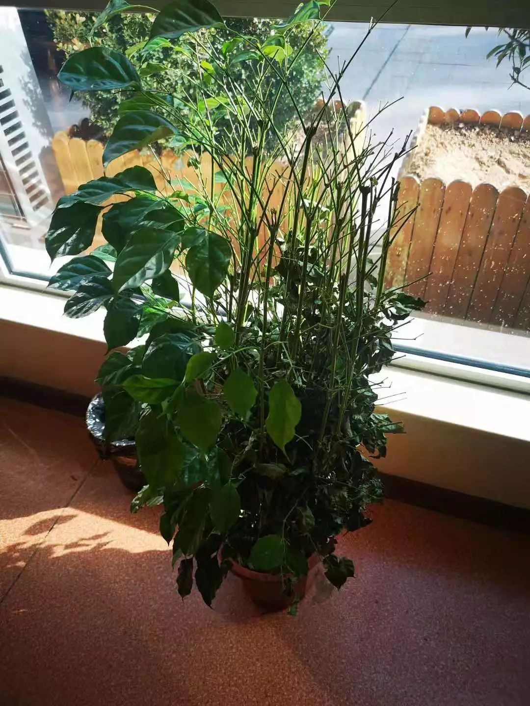 养花就怕土壤带菌!该怎么解决隐患?学会这3招,方便又实用